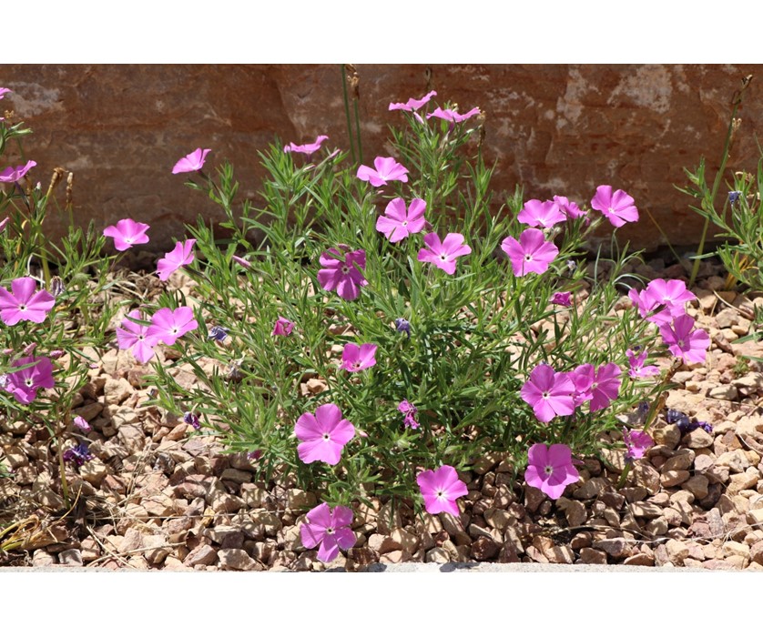Santa Fe Phlox